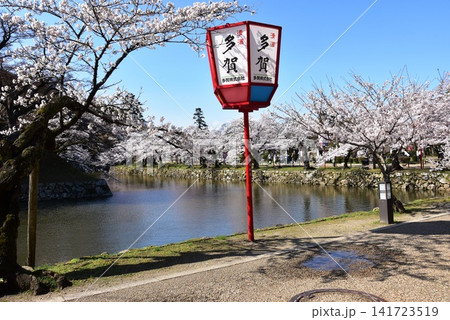 滋賀県 彦根城内堀と満開桜 滋賀県 彦根城内堀と満開桜 141723519