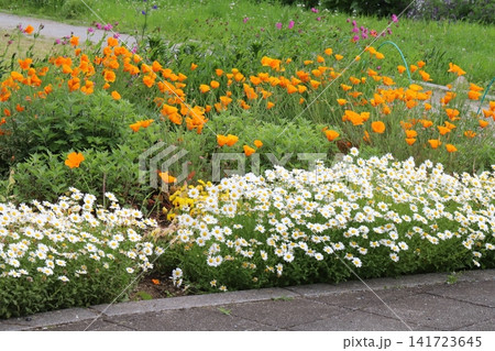 春の公園に咲くオレンジ色のハナビシソウの花と白いクリサンセマムノースポールの花 春の公園に咲くオレンジ色のハナビシソウの花と白いクリサンセマムノースポールの花 141723645
