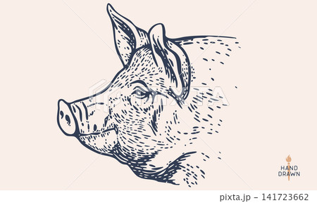 Pork, pig, hog, meat sketch, hand drawn Pork, pig, hog, meat sketch, hand drawn 141723662