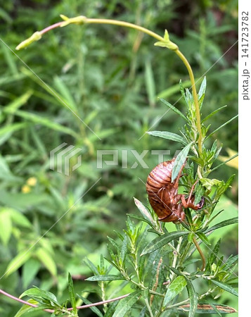 夏の草に残るセミの抜け殻 タグ セミ 夏の草に残るセミの抜け殻 タグ セミ 141723782