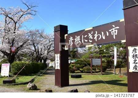 滋賀県 彦根城の彦根にぎわい市看板と満開桜 滋賀県 彦根城の彦根にぎわい市看板と満開桜 141723787