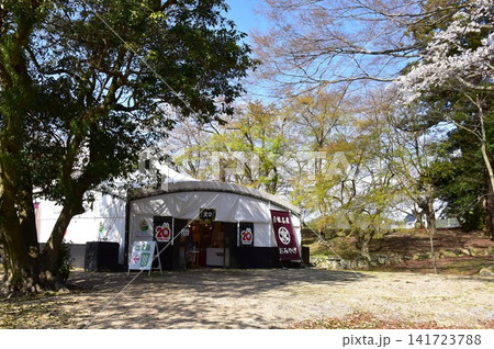 滋賀県 彦根城の土産物店と満開桜 滋賀県 彦根城の土産物店と満開桜 141723788