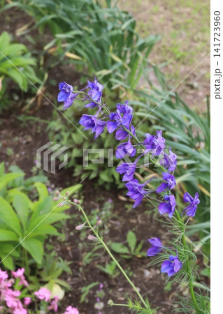 春の公園で強い風の元で咲く紫色のチドリソウの花 春の公園で強い風の元で咲く紫色のチドリソウの花 141723960