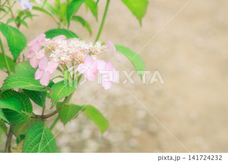 優しい雰囲気の花 優しい雰囲気の花 141724232