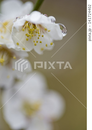 梅園に白い梅の花が咲いています。花に雨粒がついています。 141724402
