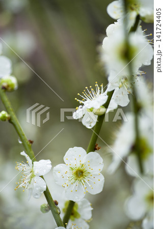 梅園に白い梅の花が咲いています。花に雨粒がついています。 梅園に白い梅の花が咲いています。花に雨粒がついています。 141724405