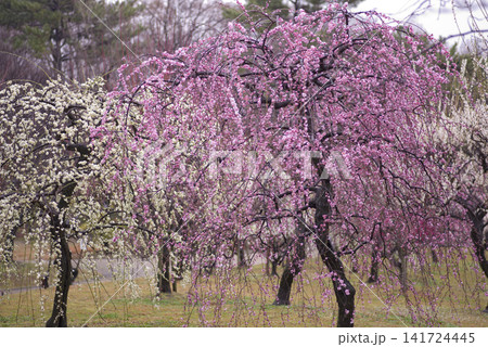 梅園にピンク色の梅の花が咲いています。 梅園にピンク色の梅の花が咲いています。 141724445