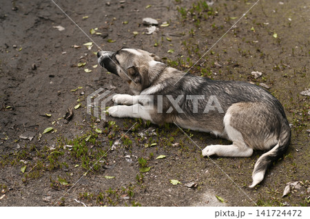 Gray dog lies on dirty ground with small green grass patches. Gray dog lies on dirty ground with small green grass patches. 141724472