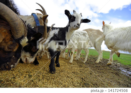 Goats eat grain scattered on the ground. Close-up of the muzzle with horns. Goats eat grain scattered on the ground. Close-up of the muzzle with horns. 141724508