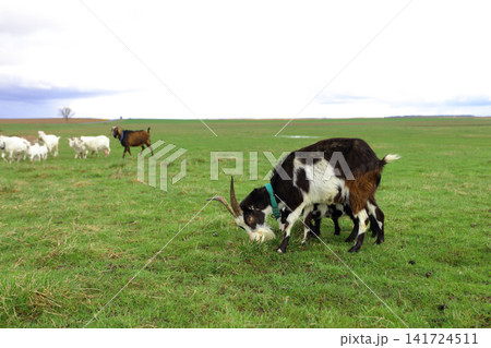 A herd of goats grazes on a green meadow. In the foreground a black and white goat eats grass. A herd of goats grazes on a green meadow. In the foreground a black and white goat eats grass. 141724511