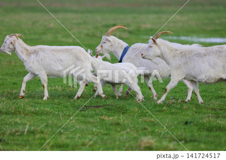 A herd of white goats grazes on a green meadow. A herd of white goats grazes on a green meadow. 141724517