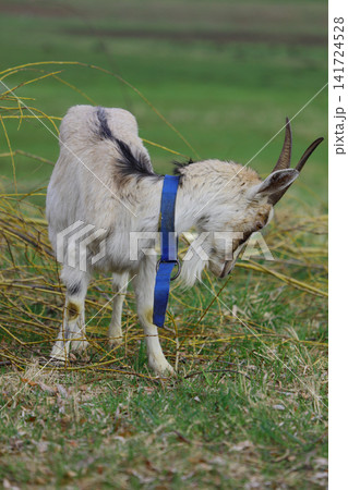 A gray goat with horns grazing on a green meadow. A gray goat with horns grazing on a green meadow. 141724528