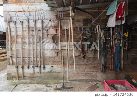 Farm tools pitchfork and shovel on wooden wall of barn. Farm tools pitchfork and shovel on wooden wall of barn. 141724530