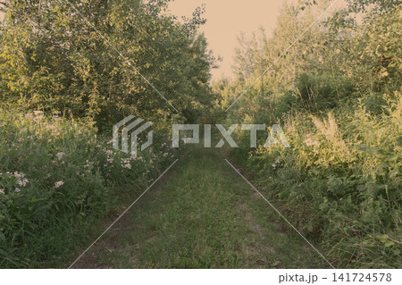 Walking path through a green area with trees and plants in a rural location during the late afternoon sunlight Walking path through a green area with trees and plants in a rural location during the late afternoon sunlight 141724578