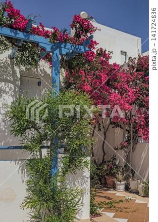 Cozy courtyard with blooming pink bougainvillea and blue wooden pergola near traditional white house wall in Santorini island Greece for vacation design photo Cozy courtyard with blooming pink bougainvillea and blue wooden pergola near traditional white house wall in Santorini island Greece for vacation design photo 141724836