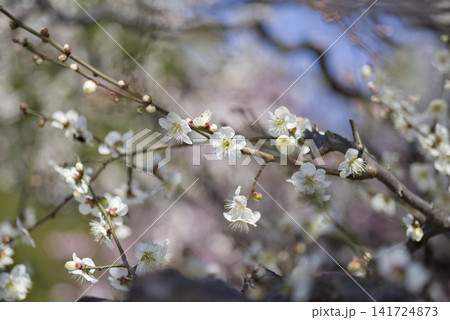 青空の下の梅園に白い梅の花が咲いています。 青空の下の梅園に白い梅の花が咲いています。 141724873