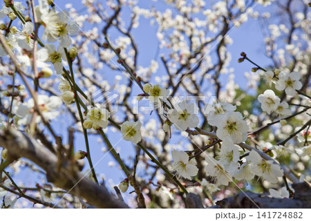 青空の下の梅園に白い梅の花が咲いています。 青空の下の梅園に白い梅の花が咲いています。 141724882
