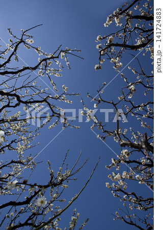青空の下の梅園に白い梅の花が咲いています。 141724883