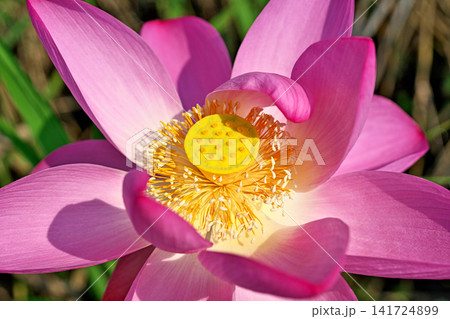 ピンク色のハスの花（夏、八月） 141724899