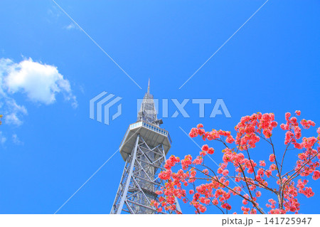 愛知県名古屋市、名古屋テレビ塔と桜の風景 愛知県名古屋市、名古屋テレビ塔と桜の風景 141725947