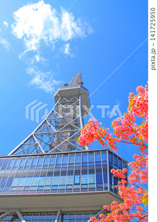 愛知県名古屋市、名古屋テレビ塔と桜の風景 愛知県名古屋市、名古屋テレビ塔と桜の風景 141725950