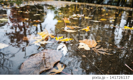 Wet puddle reflects bare trees on autumn day. Wet puddle reflects bare trees on autumn day. 141726137
