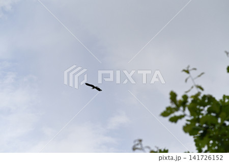 great heron soars high above green treetops against cloudy sky. great heron soars high above green treetops against cloudy sky. 141726152