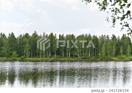 Birch forest stands along quiet lake shore under bright cloudy summer sky. Birch forest stands along quiet lake shore under bright cloudy summer sky. 141726154