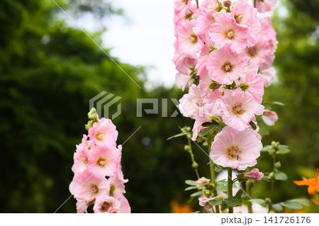 Mallow flower blooms in summer garden. Mallow flower blooms in summer garden. 141726176