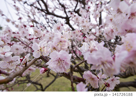 梅園にピンク色の梅の花が咲いています。 梅園にピンク色の梅の花が咲いています。 141726188