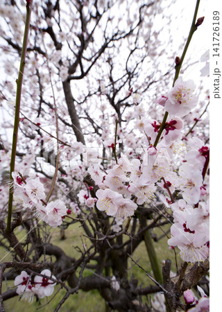 梅園にピンク色の梅の花が咲いています。 梅園にピンク色の梅の花が咲いています。 141726189