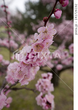 梅園にピンク色の梅の花が咲いています。 梅園にピンク色の梅の花が咲いています。 141726192