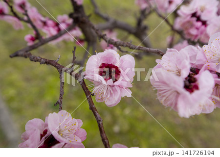 梅園にピンク色の梅の花が咲いています。 141726194