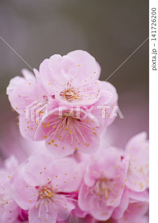 梅園にピンク色の梅の花が咲いています。 梅園にピンク色の梅の花が咲いています。 141726200