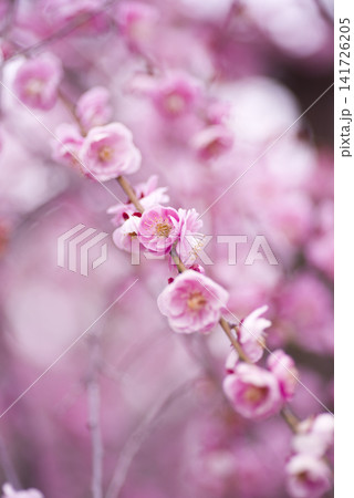 梅園にピンク色の梅の花が咲いています。 梅園にピンク色の梅の花が咲いています。 141726205
