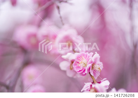 梅園にピンク色の梅の花が咲いています。 梅園にピンク色の梅の花が咲いています。 141726208