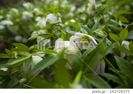 クリスマスローズの花が咲いています。学名はHelleborusです。 クリスマスローズの花が咲いています。学名はHelleborusです。 141726375