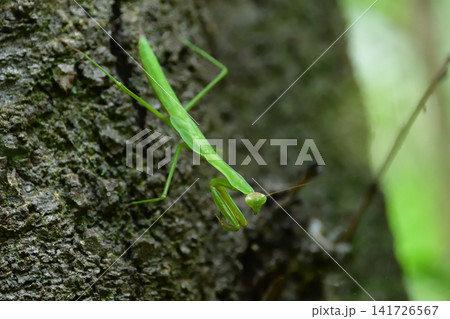 樹皮を歩くカマキリ 樹皮を歩くカマキリ 141726567