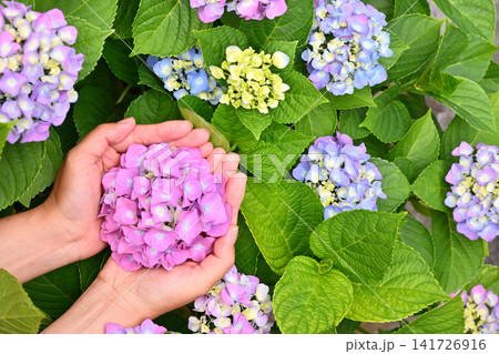 両手でピンクの紫陽花を優しく包む初夏の風景 両手でピンクの紫陽花を優しく包む初夏の風景 141726916