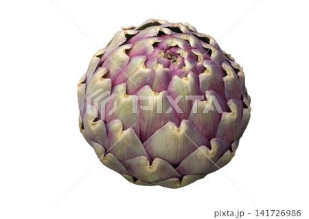 Large purple globe artichoke bud isolated on white background Large purple globe artichoke bud isolated on white background 141726986