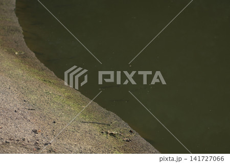 野池の水際を泳ぐブラックバスの魚影と静かな自然風景 野池の水際を泳ぐブラックバスの魚影と静かな自然風景 141727066