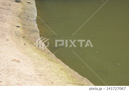 野池の水際を泳ぐブラックバスの魚影と静かな自然風景 野池の水際を泳ぐブラックバスの魚影と静かな自然風景 141727067