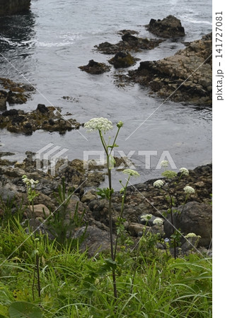 海辺の草原に咲くエゾノヨロイグサ 海辺の草原に咲くエゾノヨロイグサ 141727081