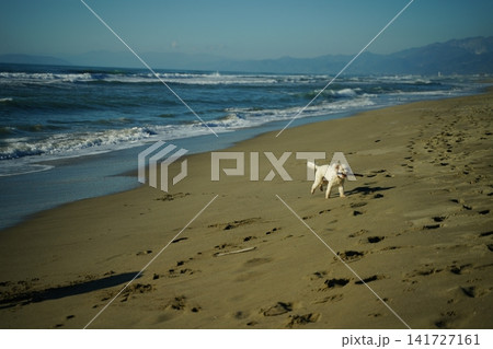 Dog Running with Stick on Sandy Beach Dog Running with Stick on Sandy Beach 141727161