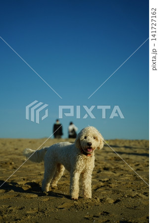 Lagotto Romagnolo Enjoying a Day at the Beach Lagotto Romagnolo Enjoying a Day at the Beach 141727162
