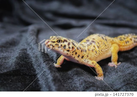 ヒョウモントカゲモドキ ハイイエロー ヒョウモントカゲモドキ ハイイエロー 141727370