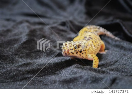 ヒョウモントカゲモドキ ハイイエロー ヒョウモントカゲモドキ ハイイエロー 141727371