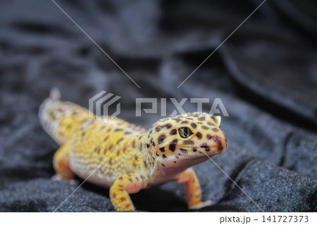 ヒョウモントカゲモドキ ハイイエロー ヒョウモントカゲモドキ ハイイエロー 141727373