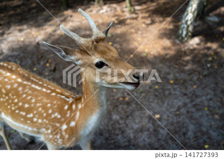 Close-up spotted deer with antlers resting on sunlit forest floor, calm wildlife portrait with raised ears, textured fur, and softly blurred woodland background Close-up spotted deer with antlers resting on sunlit forest floor, calm wildlife portrait with raised ears, textured fur, and softly blurred woodland background 141727393