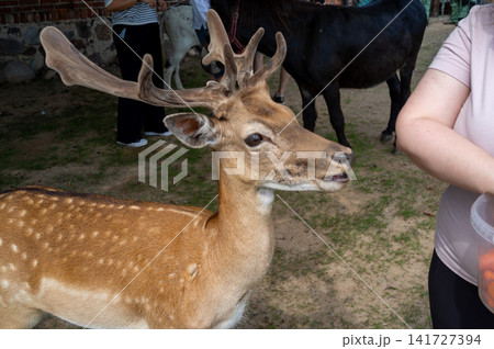 Close-up deer with branched antlers receiving gentle touch from visitors inside outdoor animal enclosure, brown spotted coat, calm expression, natural light, grassy farm setting 141727394